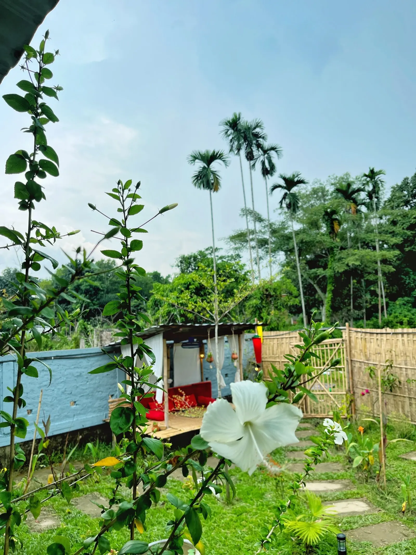 A white hibiscus in the garden, with the cushioned lounge behind