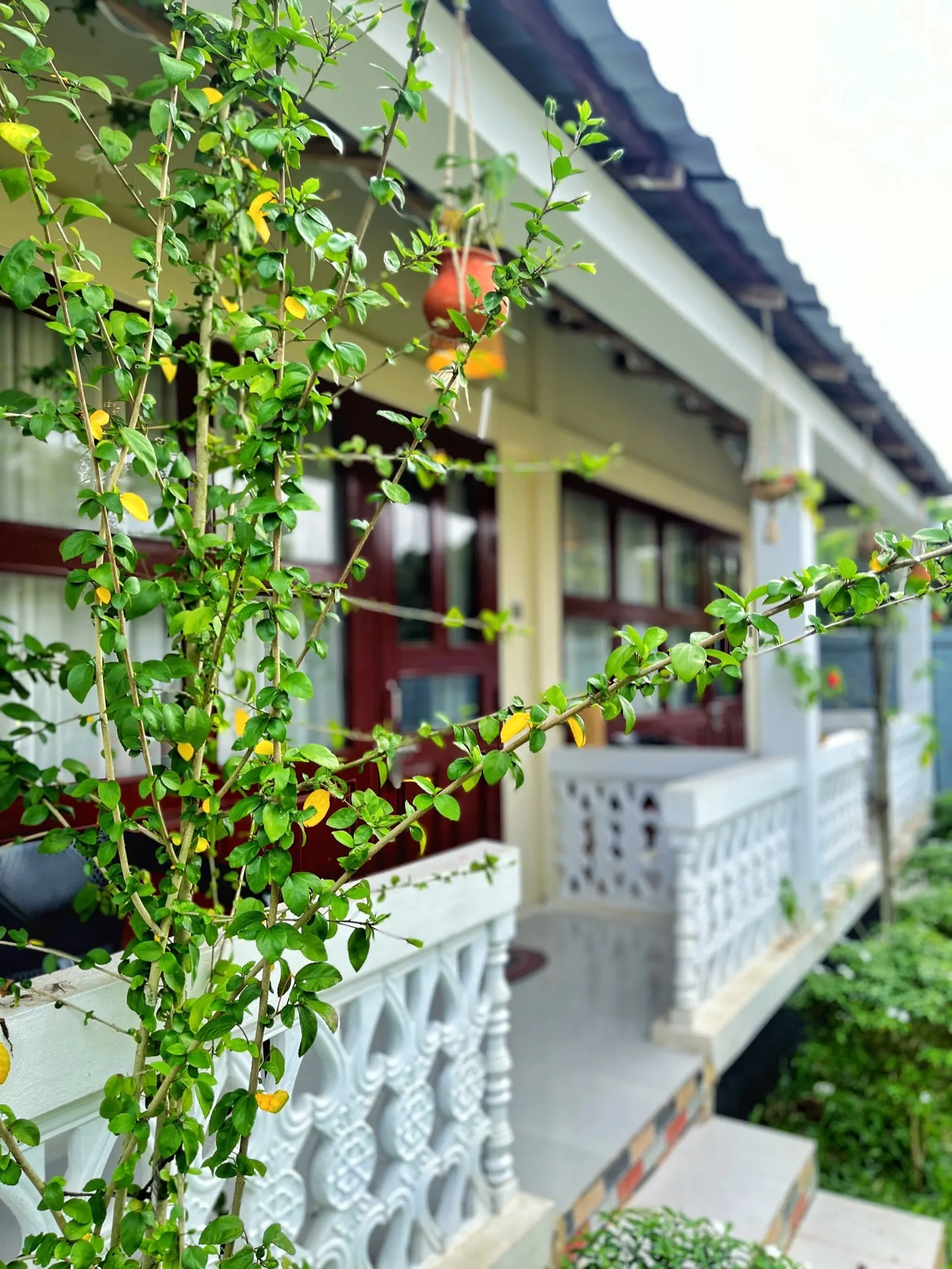 Climbing plants along the white lattice railing